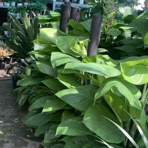 Cây trầu bà leo cột