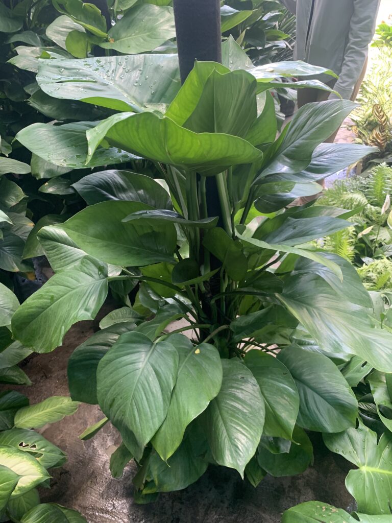 Cây trầu bà leo cột Cây trầu bà leo cột