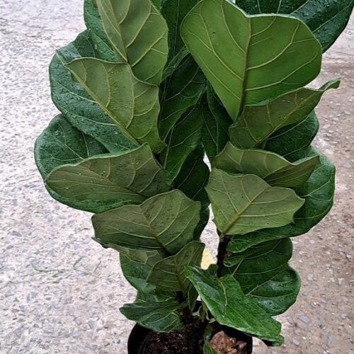 Cây Bàng Singapore