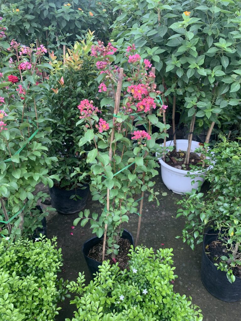 Cây Tường Vi Cây Tường Vi