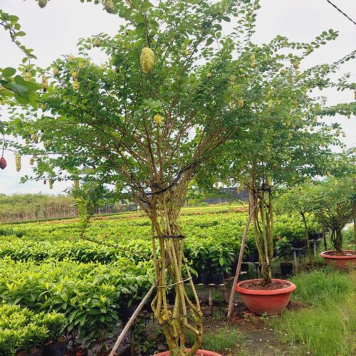 Cây Huyền Trân Công Chúa