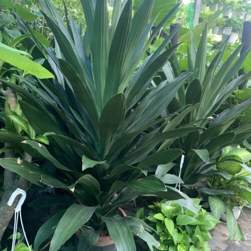 Cây Phát Tài Xanh