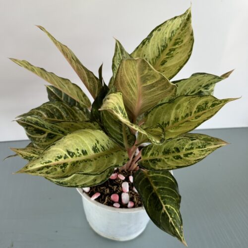 Cây Cung Điện Vàng