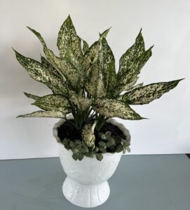 Cây Ngọc Ngân z4453988109710 3d3b4ed4f82479e563c6e17722c0f2bb