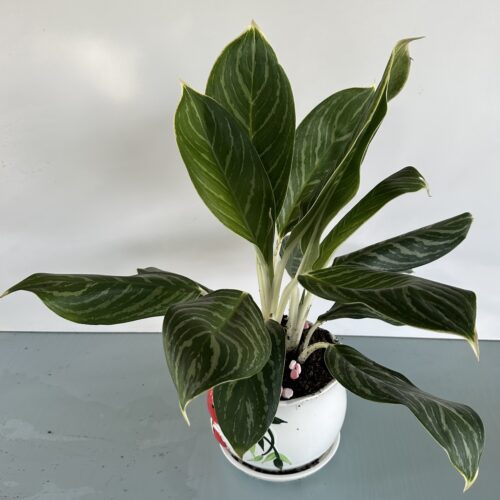 Cây Bạch Mã Hoàng Tử