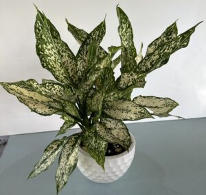 Cây Ngọc Ngân z4453988859347 32f1cec15e2fb8e0edf5d5b507cc6f36