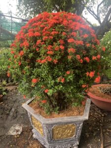 Chậu Trang đỏ (Síze lớn)