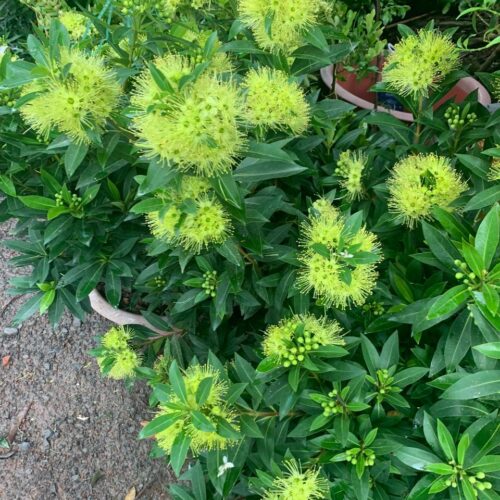 Cây Mai thái hoa vàng