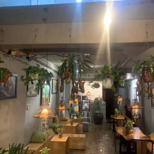 Trang Chủ Cây Cảnh Trong Nhà