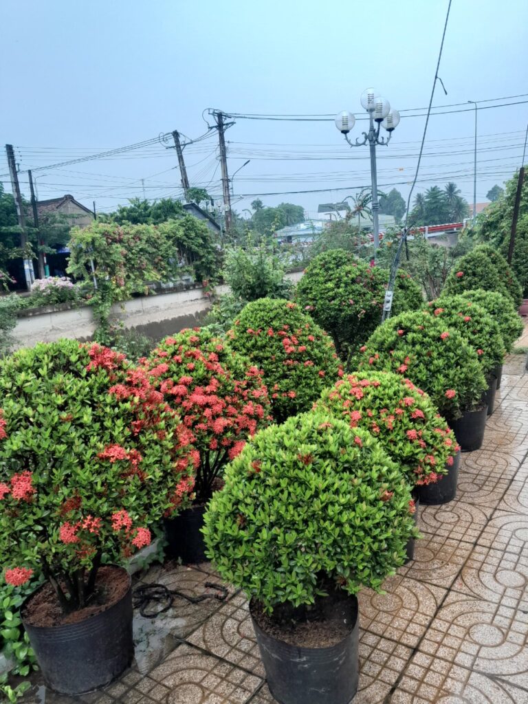 Địa Chỉ Bán Cây Trang Đỏ Đẹp Và Uy Tín TP. HCM z4449509991293 04b3f1aba8333cd60821348bd11304ba
