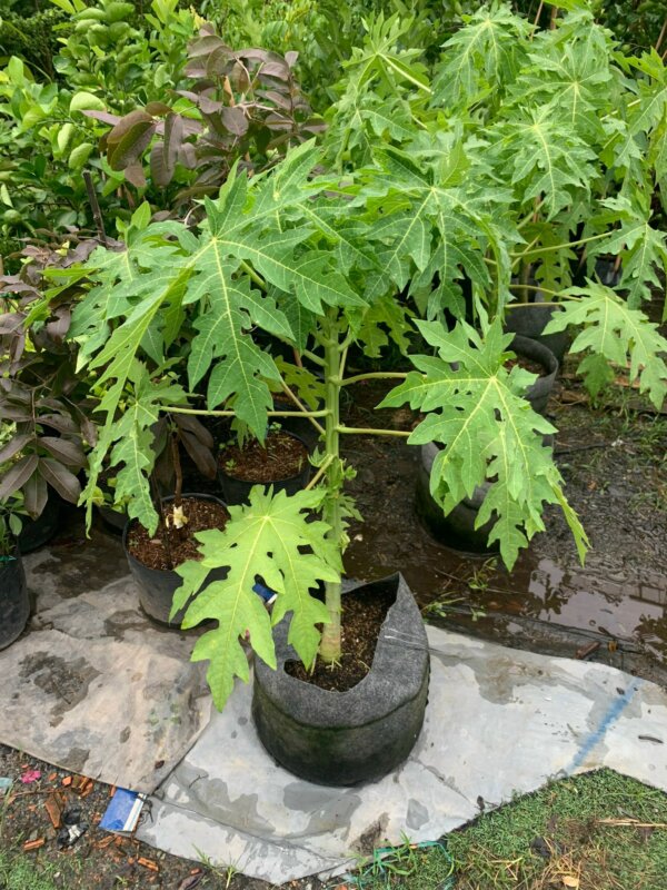 Cây Đu Đủ - giống Giống cây đu đủ