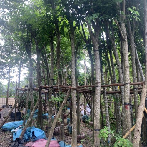 Trang Chủ Vườn cây Giáng Hương