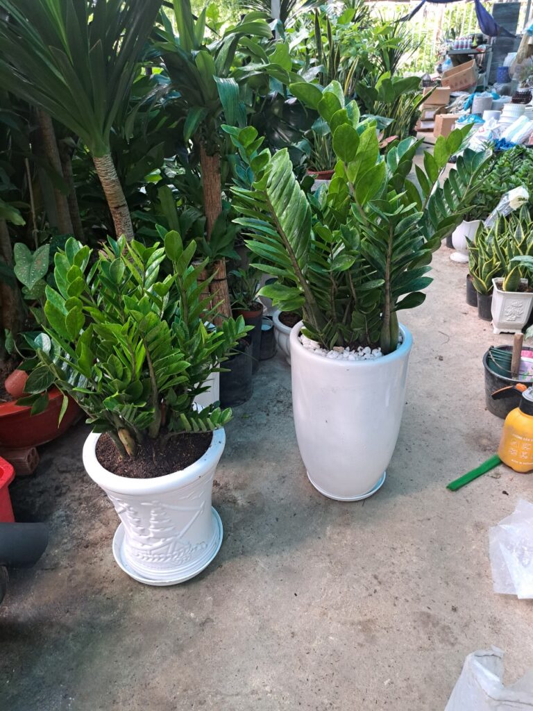 Cây Kim Tiền chau cay kim tien