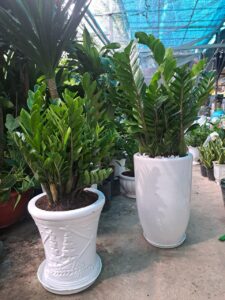 Cây cảnh dễ chăm