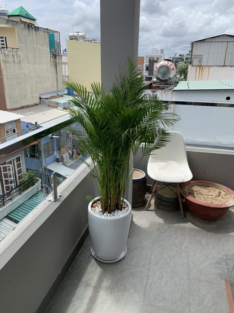 Dịch vụ Cung Cấp Cây Cảnh Tại TPHCM 2024 z4568785220024 1e4a4859804f8506ff44891970b97fc8 1