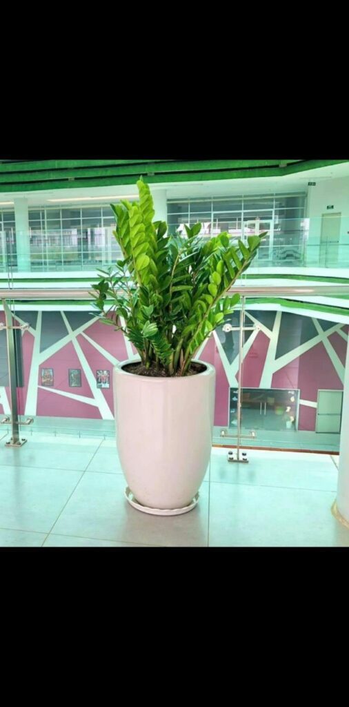 TOP 10+ LOÀI CÂY TRANG TRÍ QUÁN CÀ PHÊ ĐẸP MẮT, LỘC LÁ QUANH NĂM z4568796677114 44c9356255369065dd65a8e3f0285796 1
