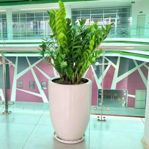 Trang Chủ Cây Kim Tiền Để Sàn