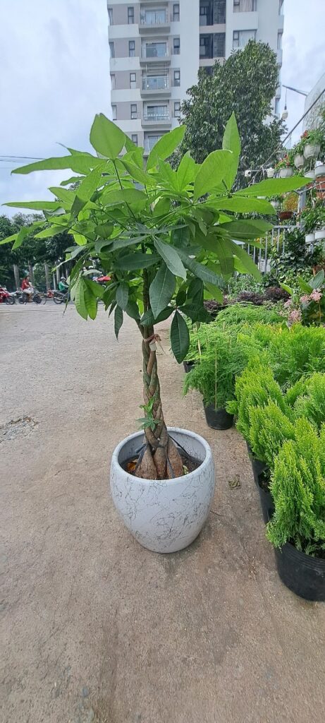 Dịch vụ Cung Cấp Cây Cảnh Tại TPHCM 2024 z4569165822637 cf964461180af8c279e4ff72ded0f9d5