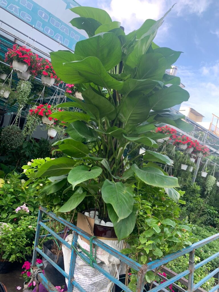Cây Trầu Bà Leo Cột z4680696482455 edea3ad6277b3a98c00b1664905492c5
