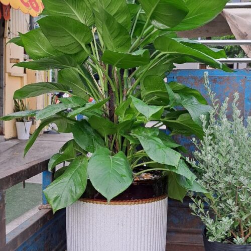 Trang Chủ Trầu Bà Leo Cột