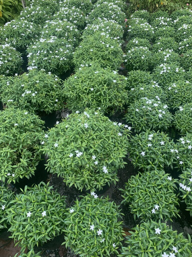 Dịch vụ Cung Cấp Cây Cảnh Tại TPHCM 2024 z4680696504274 b79f337cc272d08561a21603548dc064
