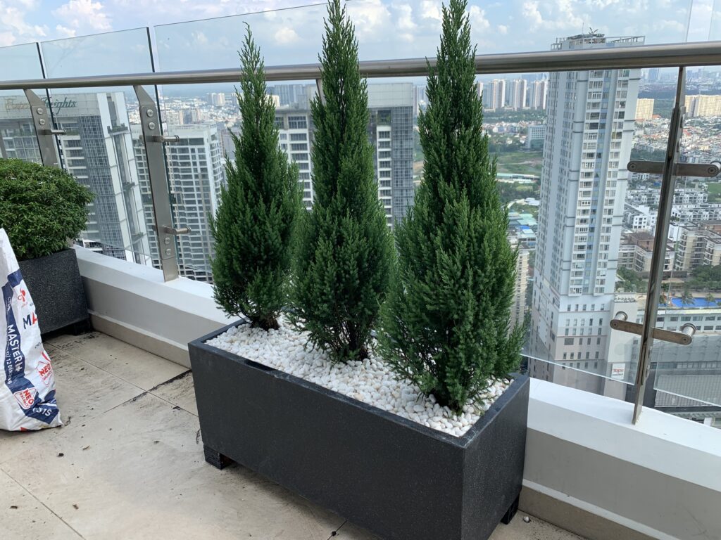 Dịch vụ Cung Cấp Cây Cảnh Tại TPHCM 2024 z4680696525037 941ae1c07f23cd07f9d4e17e71d062b4