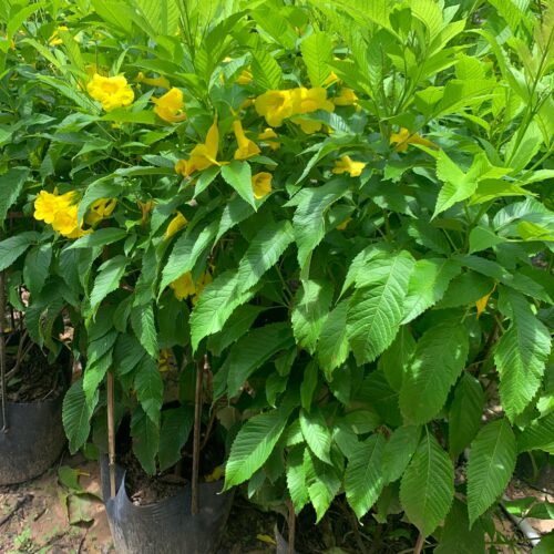 CÂY HUỲNH LIÊN