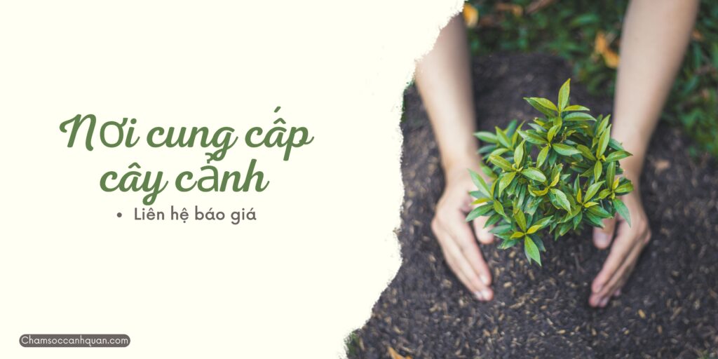 Cây Kim Tiền F 1