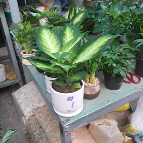 Cây Vạn Niên Thanh