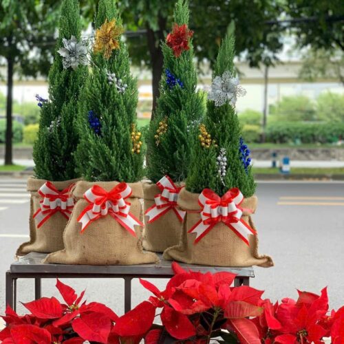 Trang Chủ Cây Tùng Sơn trang trí Noel