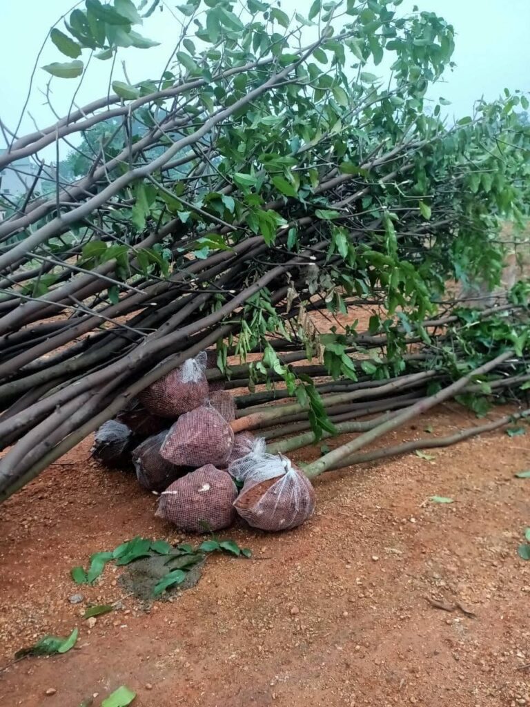 Bảng Giá Cây Sao Đen - Cây Bóng Mát Hoàn Hảo Cho Sân Vườn cay-sao-den
