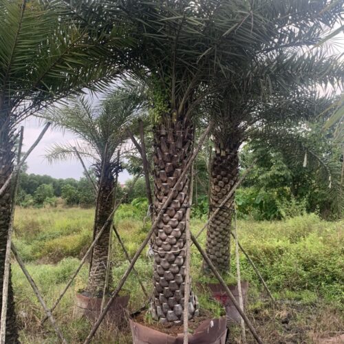 Trang Chủ Cây Chà là