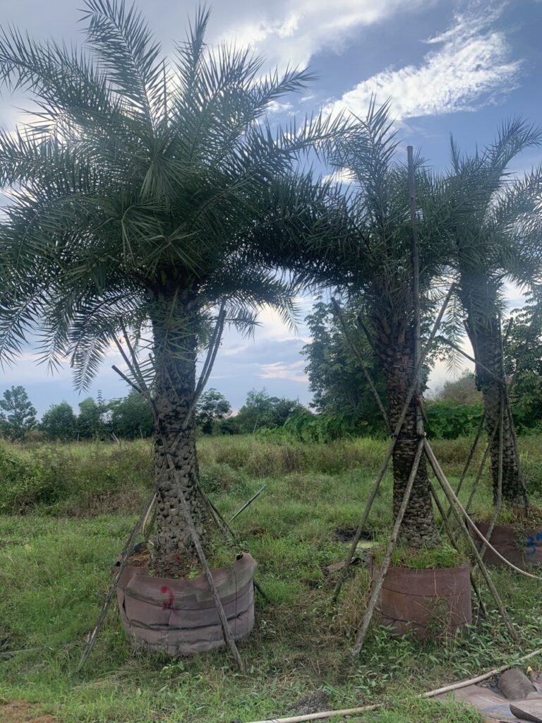 Cây Chà là giá Cây Chà là