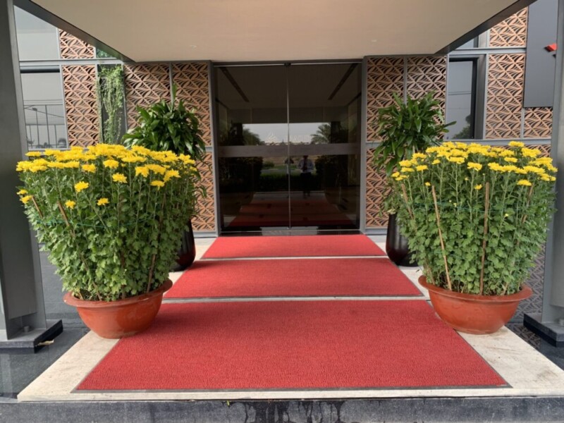 Dịch vụ Cung Cấp Cây Cảnh Tại TPHCM 2024 cay hoa cuc vang