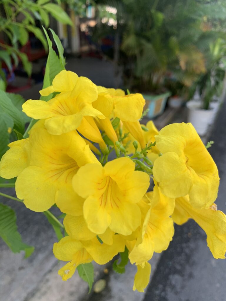 Top những loài hoa dễ chăm sóc, ưa chuộng nhất 2024 z5563679565531 b5bfefba30c6c9e7582cc61fd932d75c