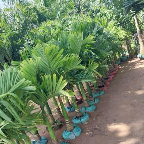 Trang Chủ Cây Cau Hương