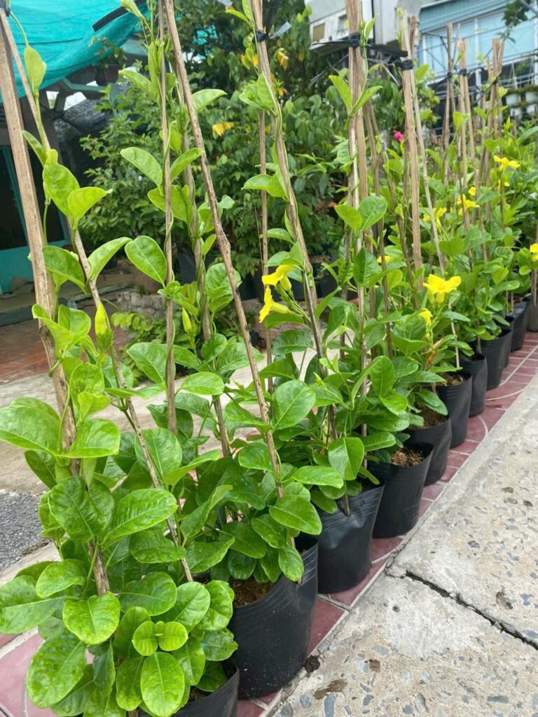 Dịch vụ Cung Cấp Cây Cảnh Tại TPHCM 2024 cay huynh anh leo