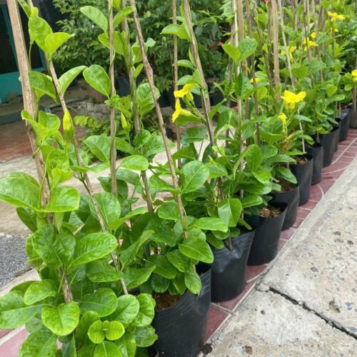 Cây Huỳnh Anh Leo