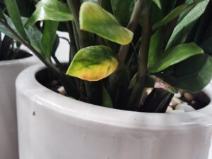 cay kim tien bi vang la den la