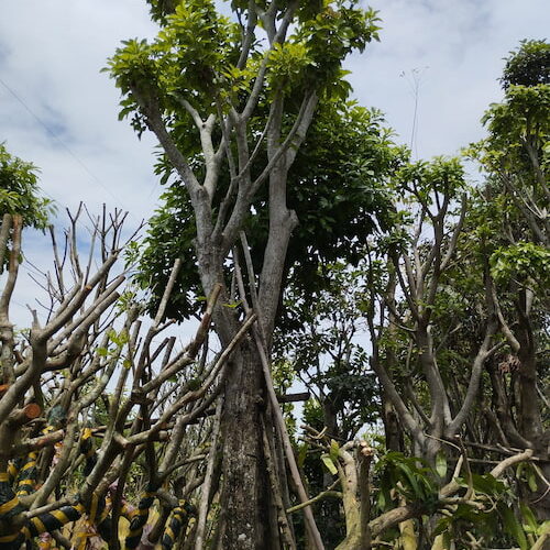 Trang Chủ cây lộc vừng đẹp