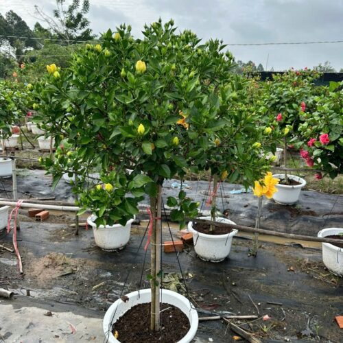 Trang Chủ Cây Râm Bụt
