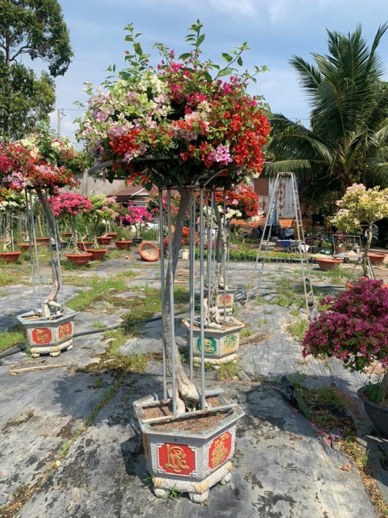 Dịch vụ Cung Cấp Cây Cảnh Tại TPHCM 2024 z5613718209986 f8781c4780efcea269ade10d3989fd7e