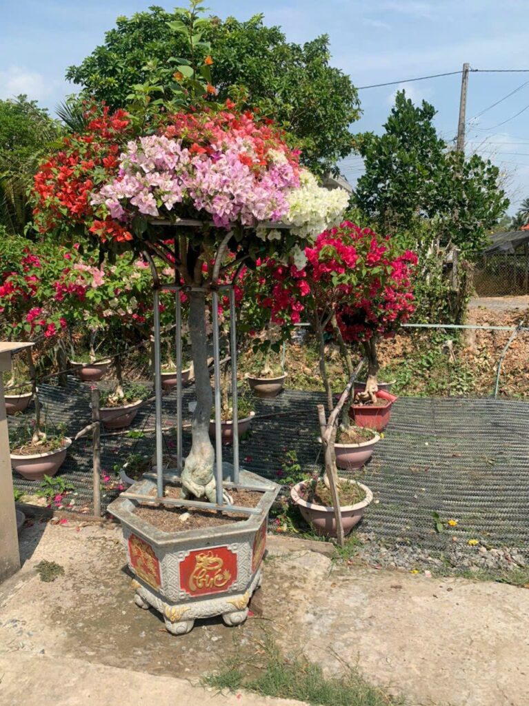 Dịch vụ Cung Cấp Cây Cảnh Tại TPHCM 2024 z5613718227218 cbf31ebb5b11c7509eee4ea60b5304d2