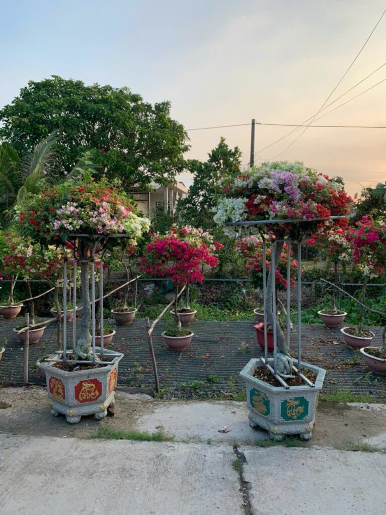 Dịch vụ Cung Cấp Cây Cảnh Tại TPHCM 2024 z5613718234032 7c7ae86e07596115c07ce74f6aa8675c