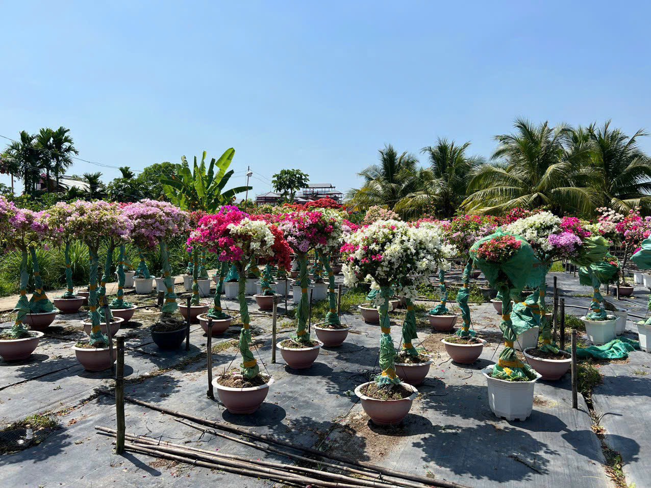 Dịch vụ Cung Cấp Cây Cảnh Tại TPHCM 2024 z5613718236906 615881a0eac970f23b4557d8e835290c
