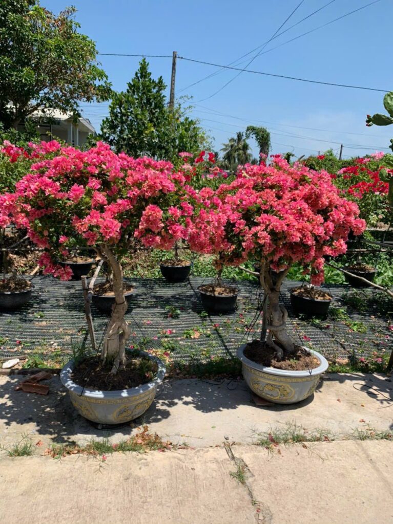 Dịch vụ Cung Cấp Cây Cảnh Tại TPHCM 2024 z5613718238820 f549667502cba3e85c1912102f21f211