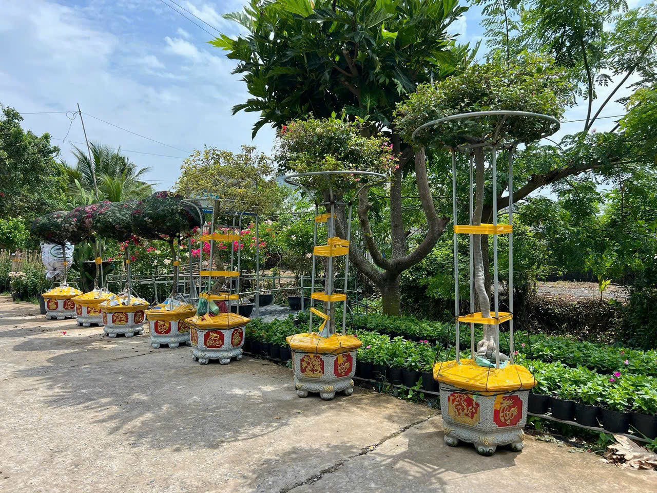 Dịch vụ Cung Cấp Cây Cảnh Tại TPHCM 2024 z5613718242801 f26ce7de544798576dec731925764b54