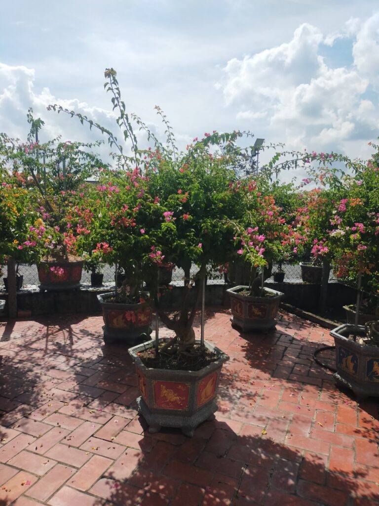 Dịch vụ Cung Cấp Cây Cảnh Tại TPHCM 2024 z5616515120570 c84cd96bb1f63b0f447e9ee1b7e11540