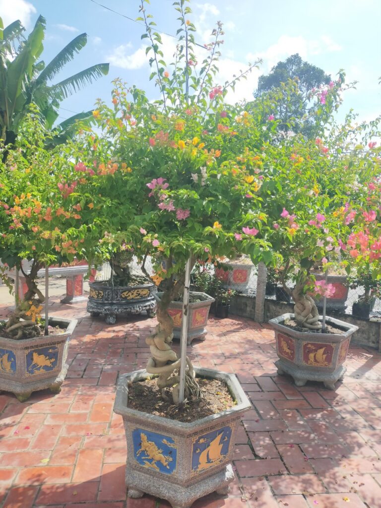 Dịch vụ Cung Cấp Cây Cảnh Tại TPHCM 2024 z5616515126218 92dbbd4b4f77e35c89e9c00d94b327fb