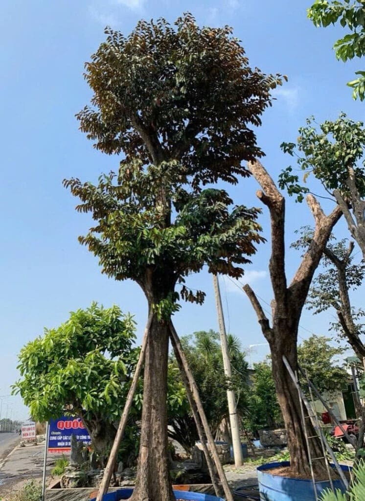 CÂY VÚ SỮA- ĐỦ SIZE LỚN NHỎ Cay vu sua cay cong trinh
